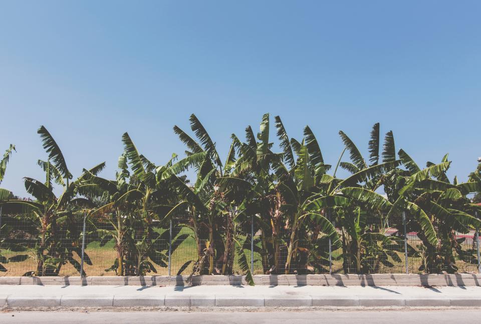 Trees Fence