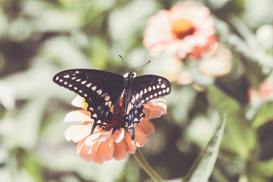 Butterfly Close Up