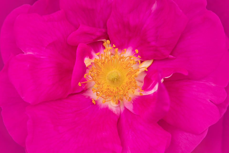 Flower Blossom