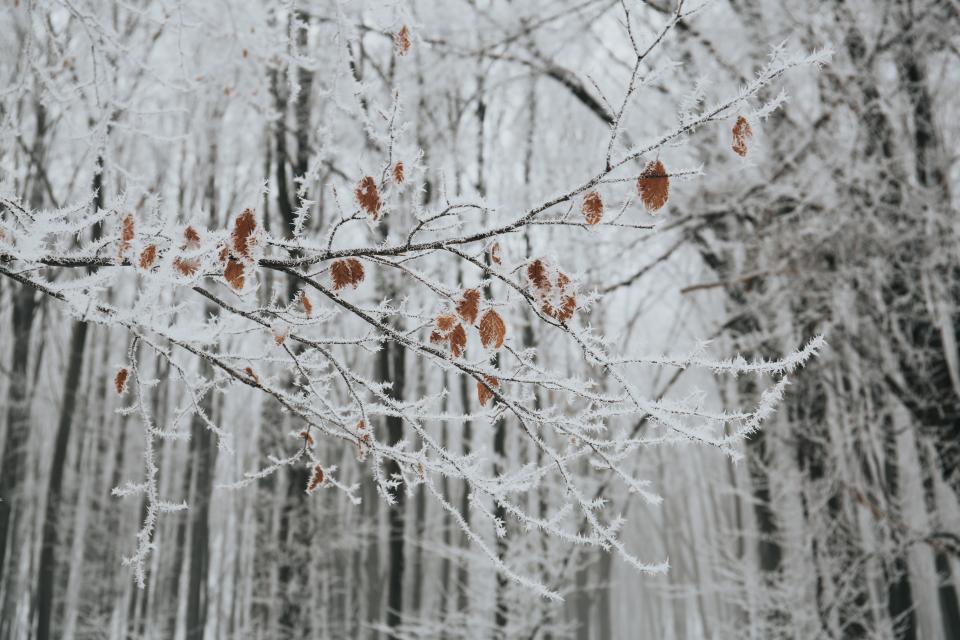 Snow Winter