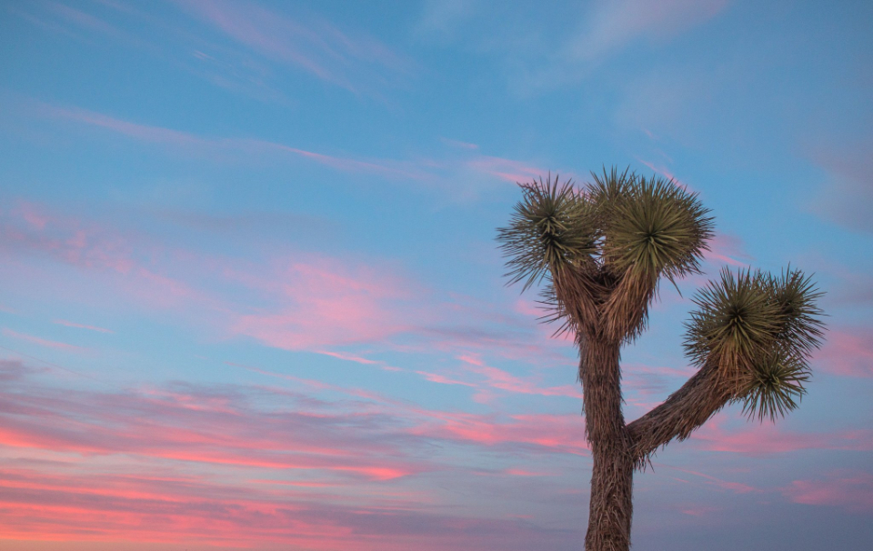 Joshua Tree