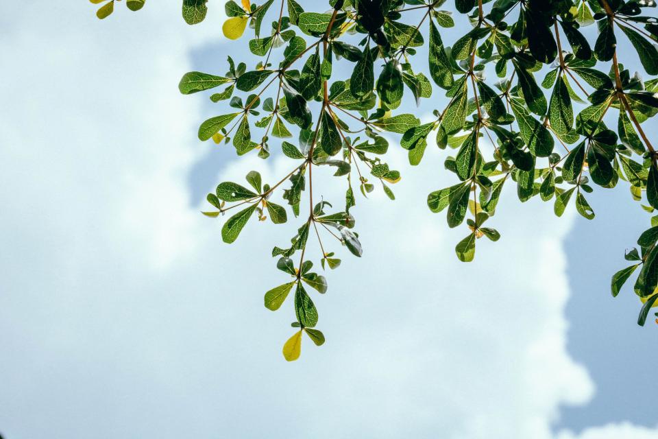 Nature Trees