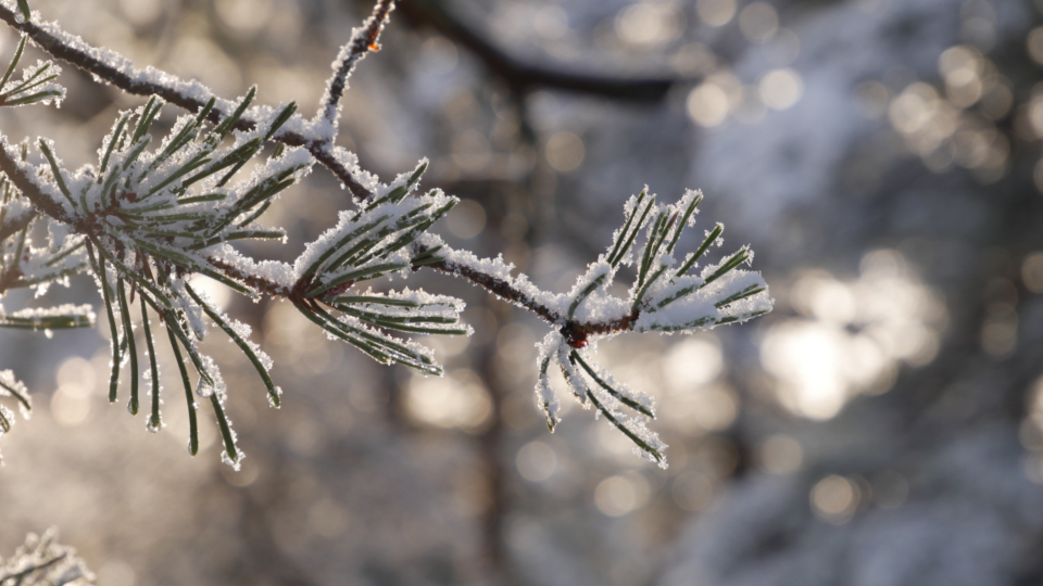 Snow Branch