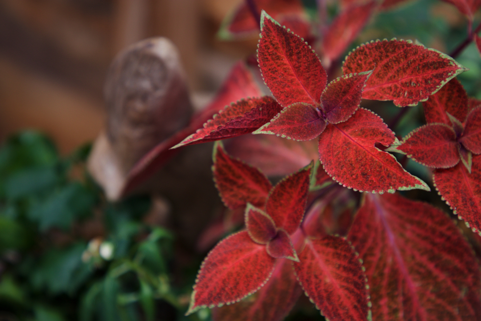 Coleus Plant