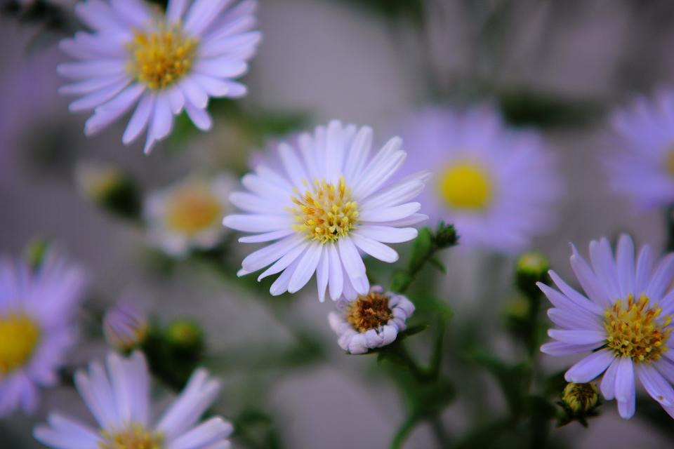 Flower Nature