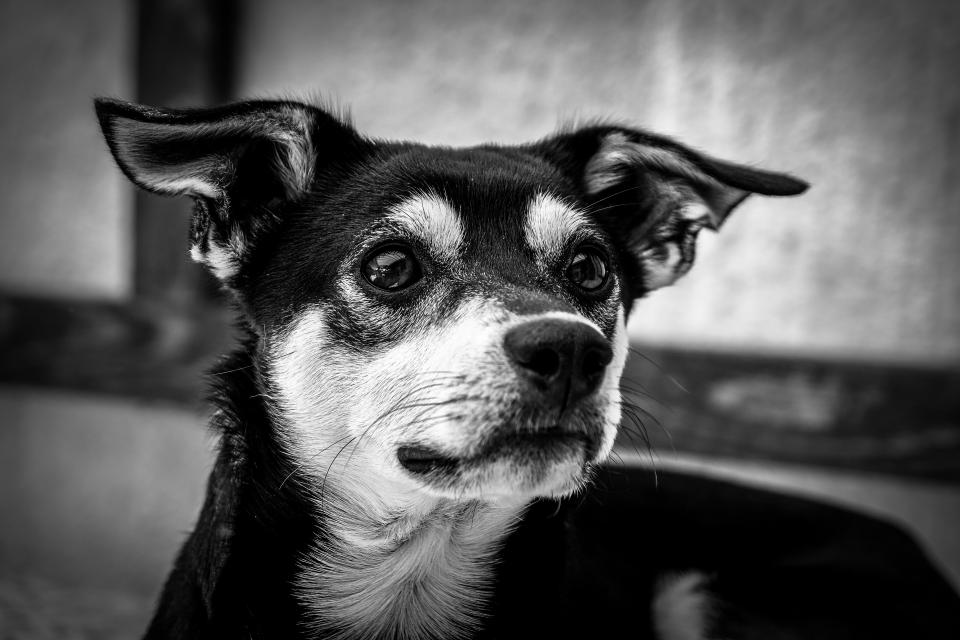 Grayscale Puppy