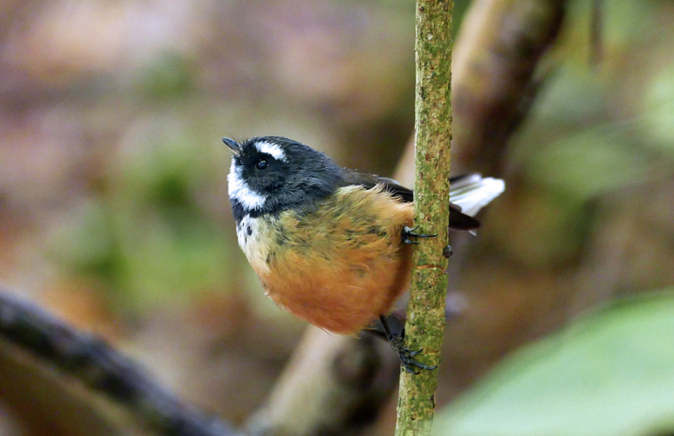 Perched Bird