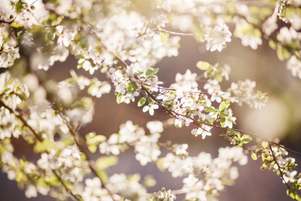 Flower White