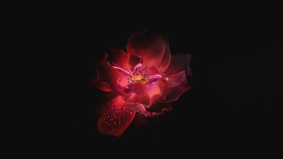 Flower Petals