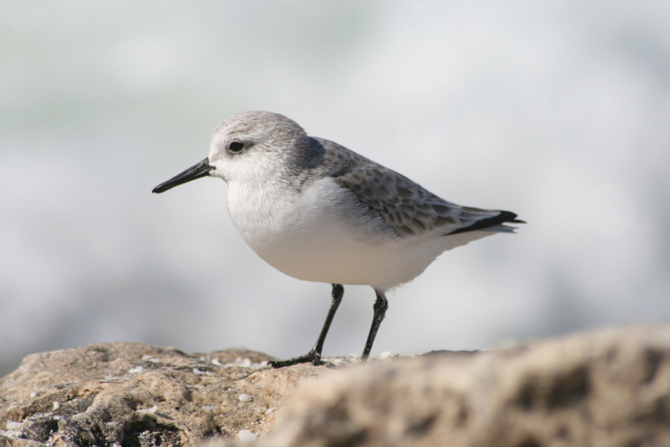 Bird Shore