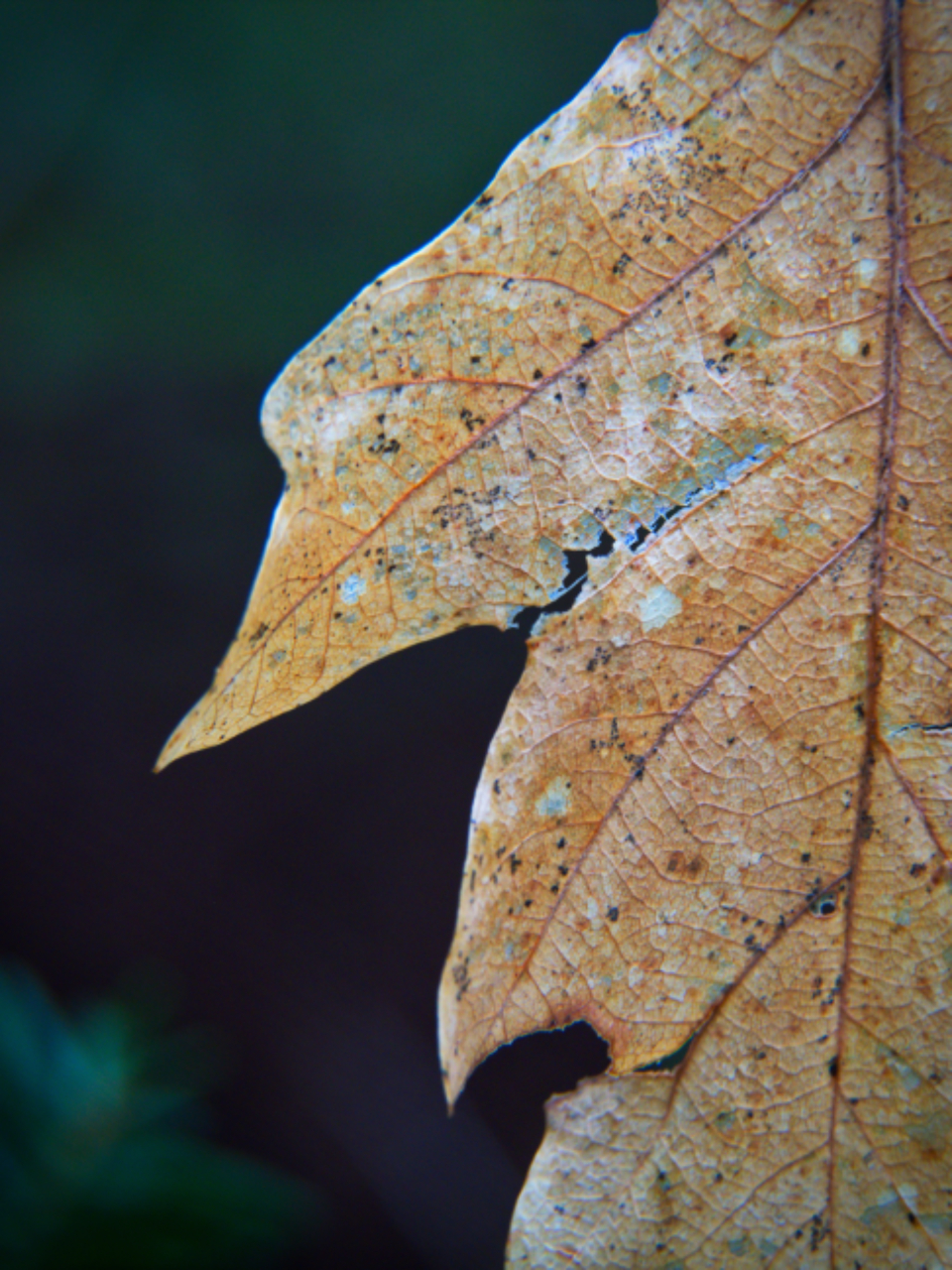 Dried Leaf