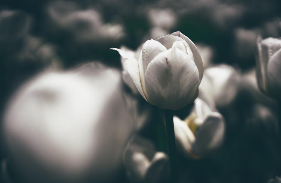 Flower Petal