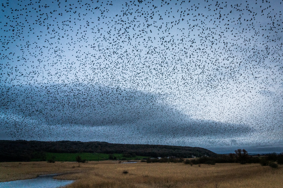 Birds Flying
