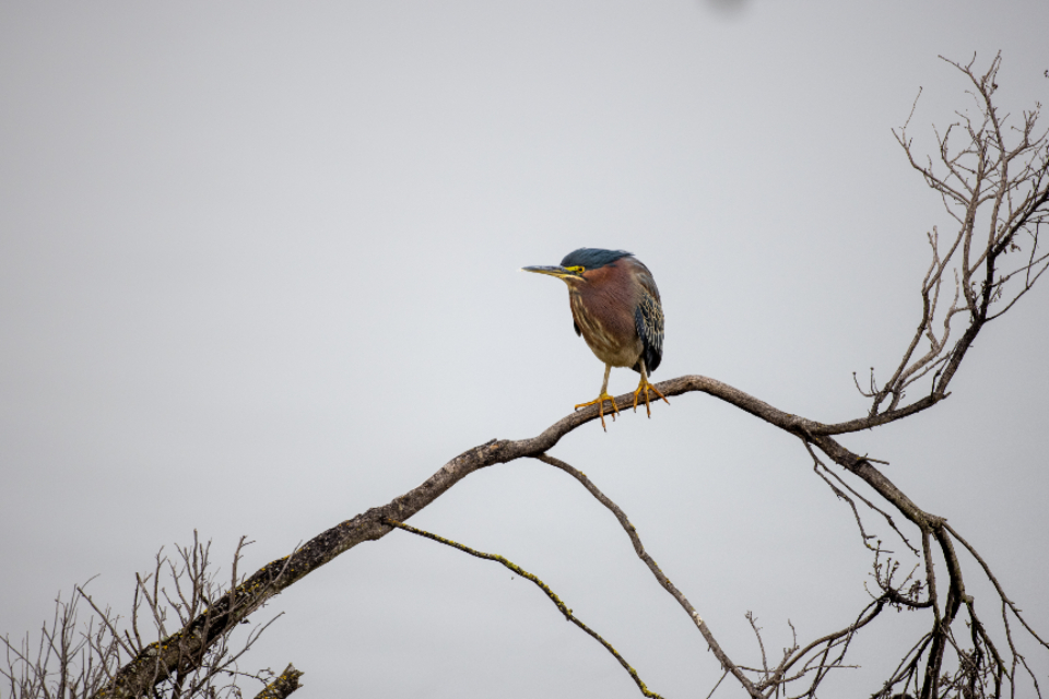 Bird Perched