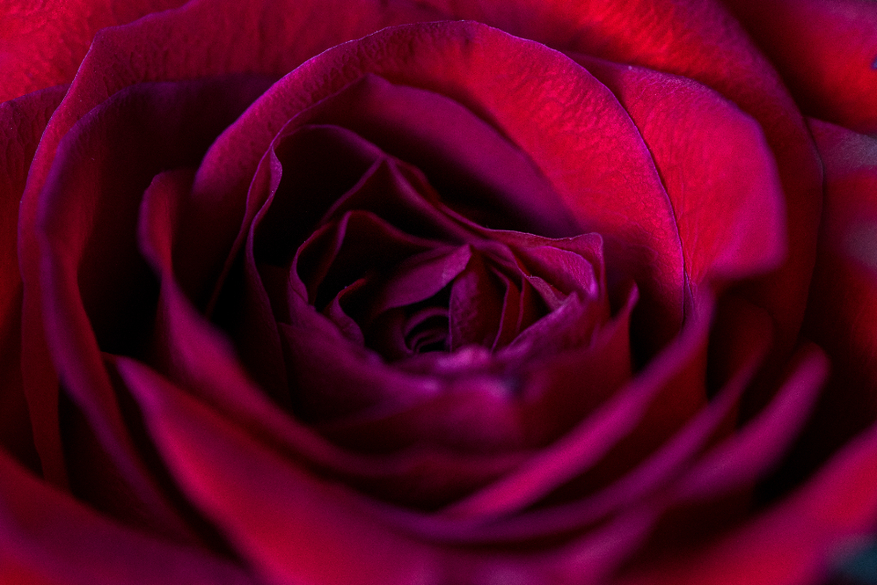 Red Rose
