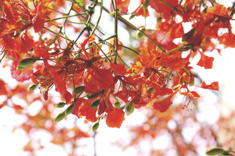 Flower Petal