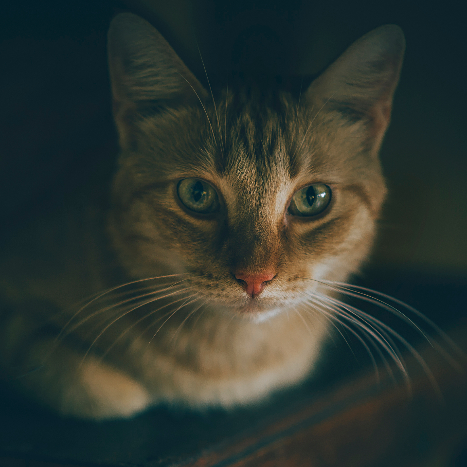 Cat Dark