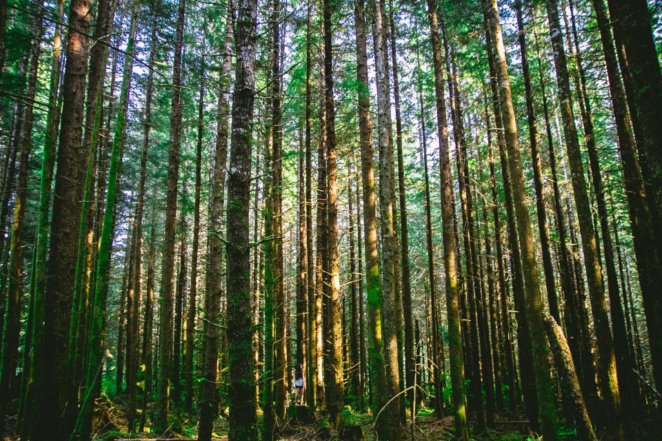 Trees Forest