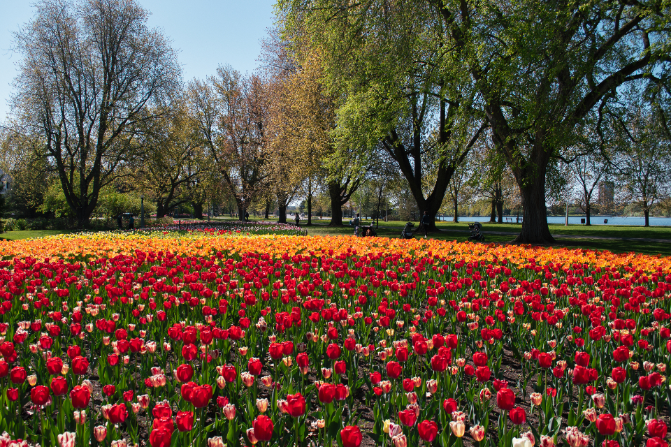 Tulips Background