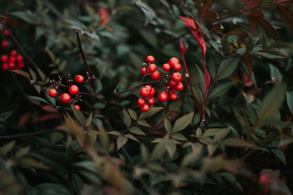 Cherry Fruit