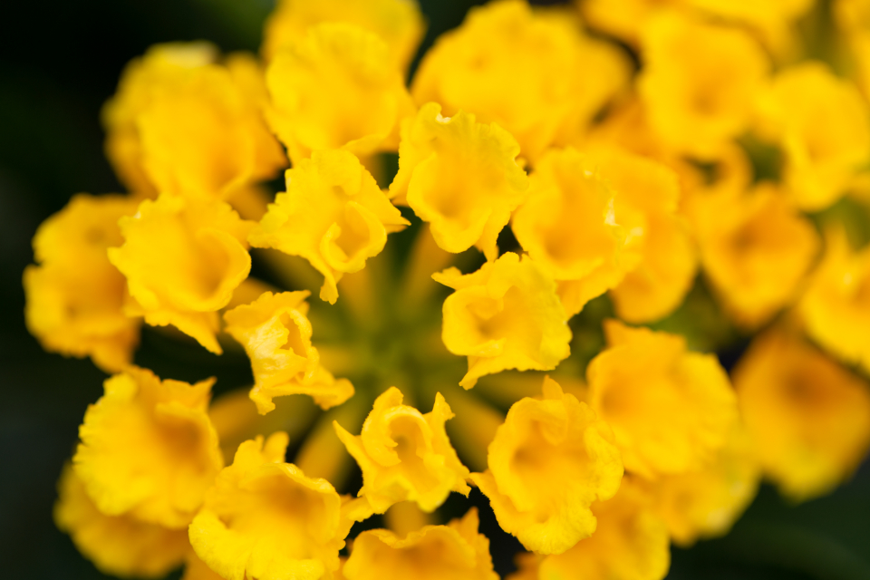 Small Flowers