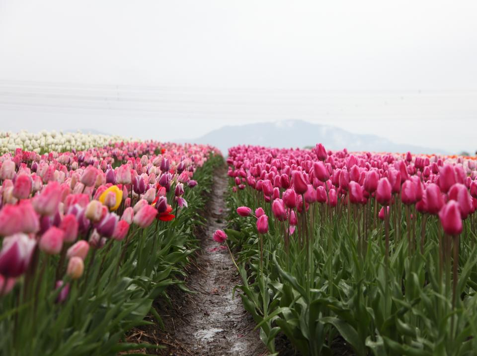 Tulip Pink