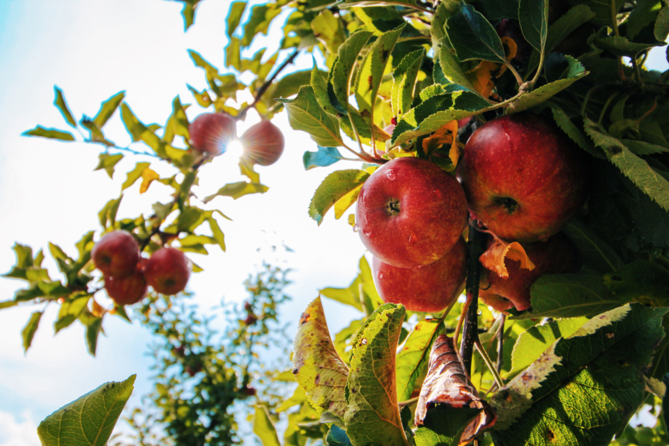 Red Apple