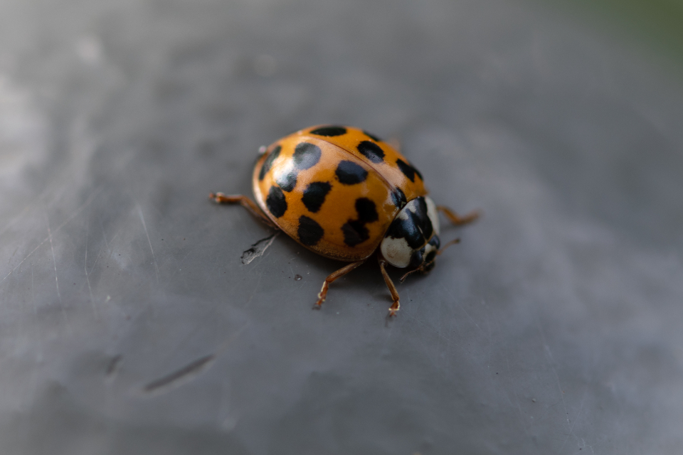 Ladybug Insect