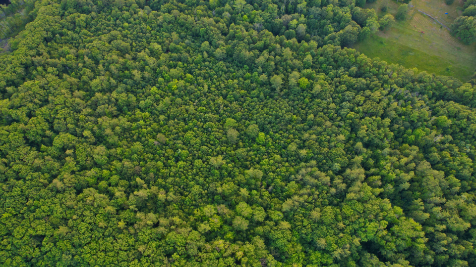 Forest Aerial
