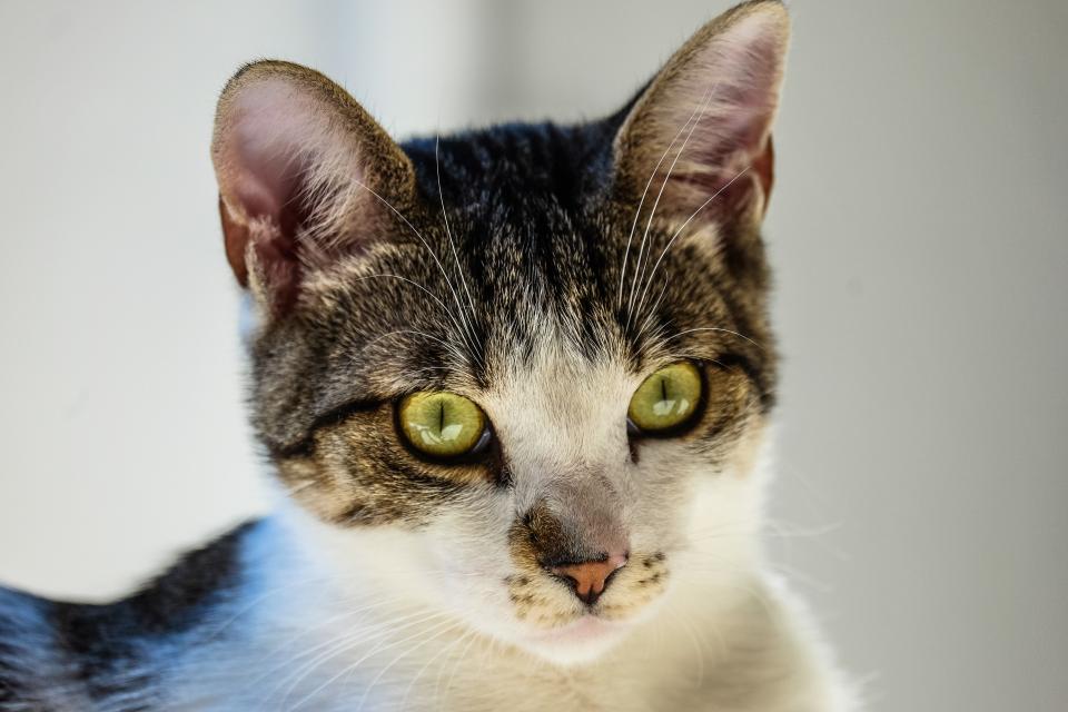 Cat Kitten