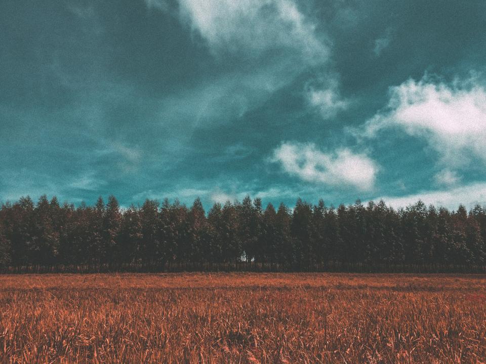 Field Crops
