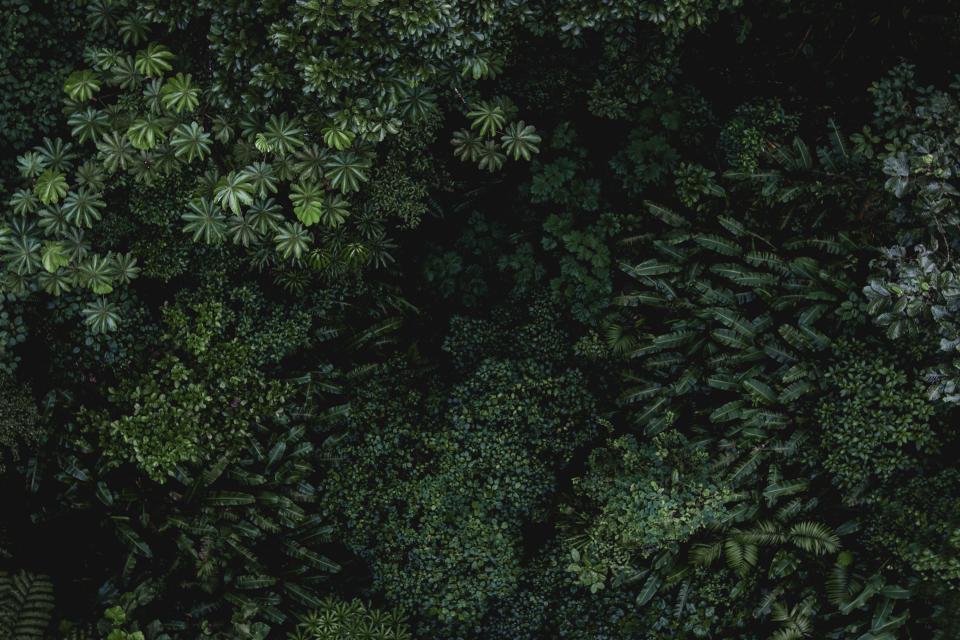Green Leaf