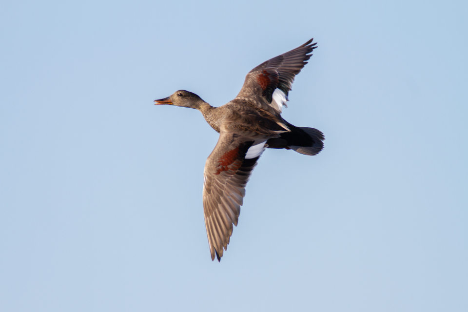 Bird Flying