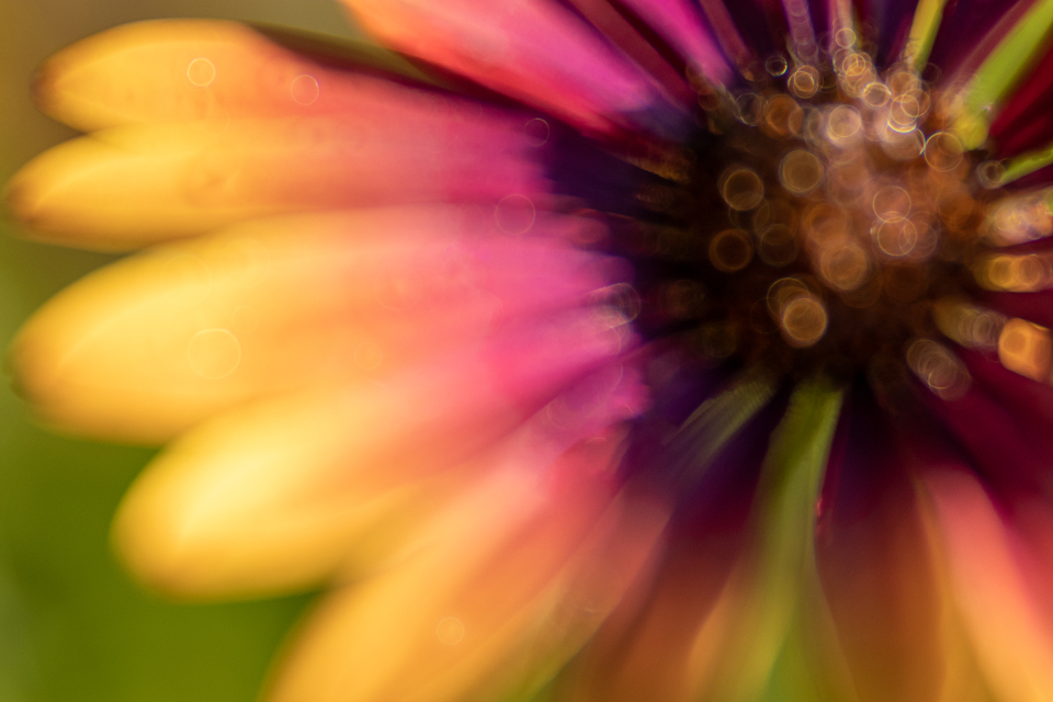 Defocus Flower