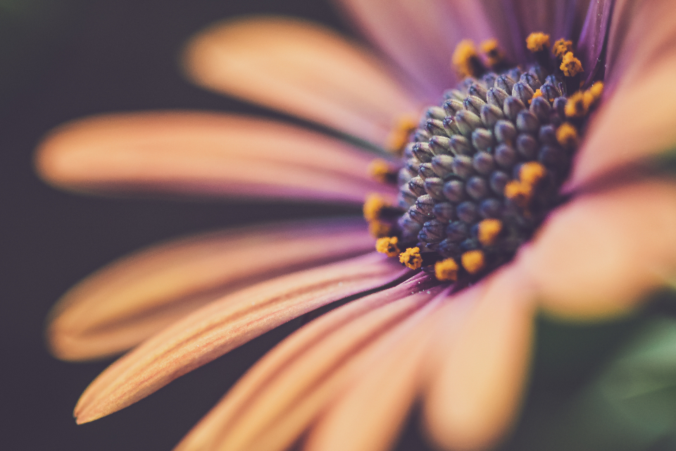 Macro Flower