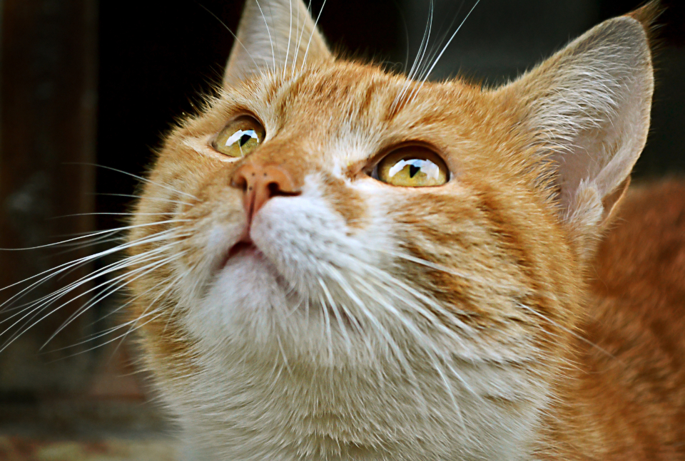 Cat Pet