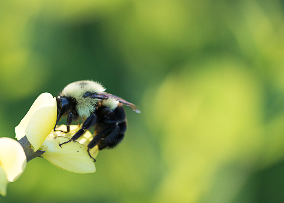 Bee Spring