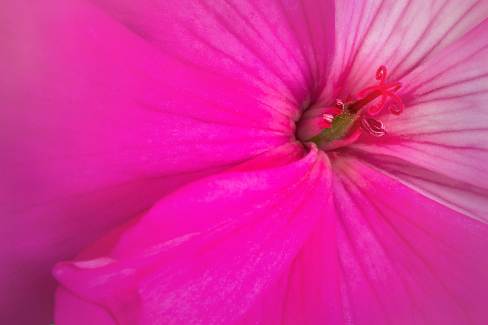 Flower Blossom