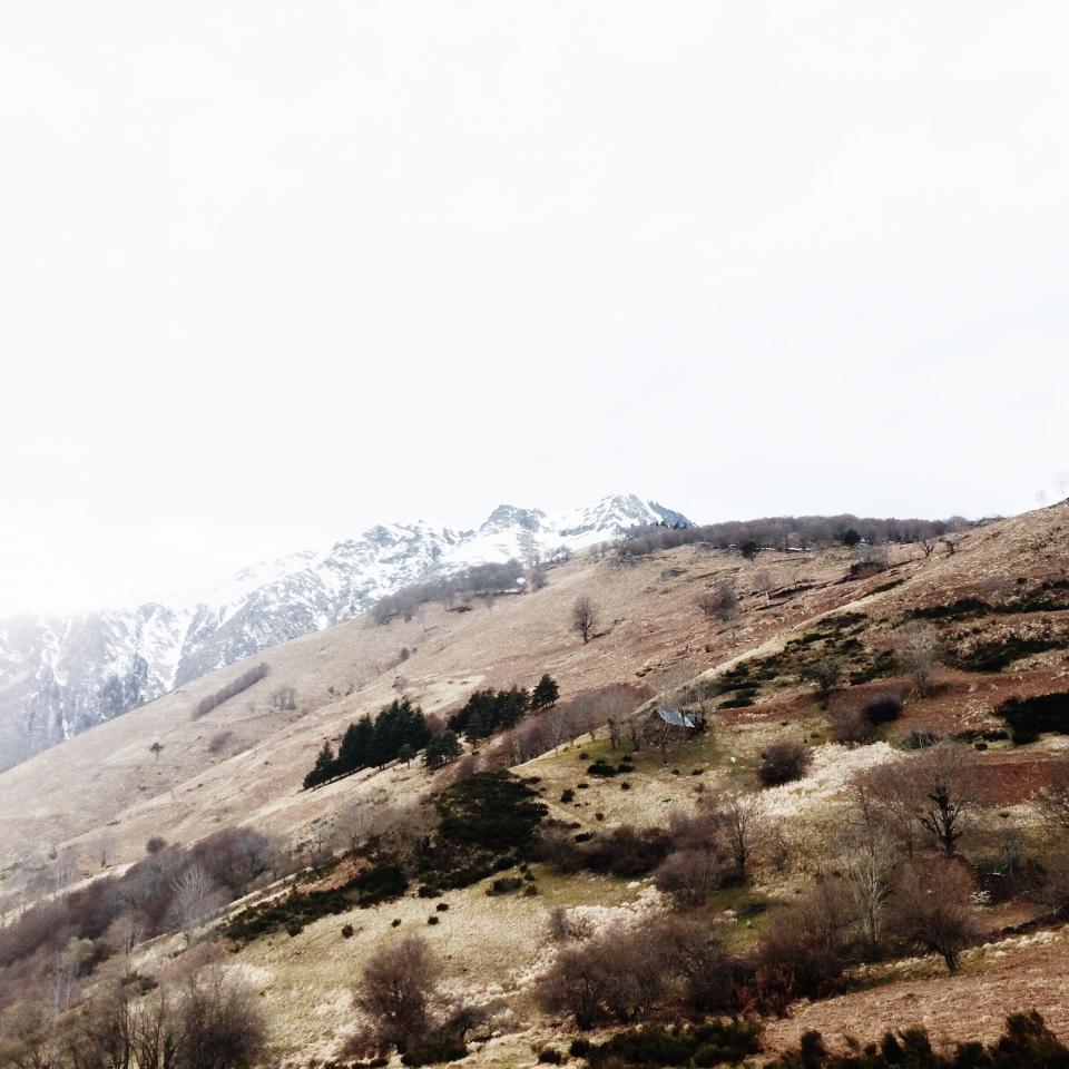 Nature Leaves