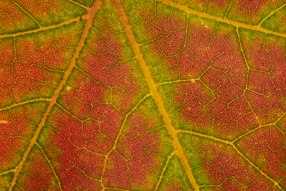 Fall Leaf