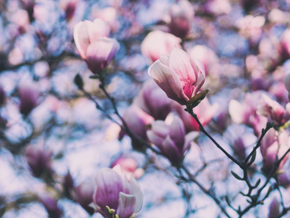 Flower Pink