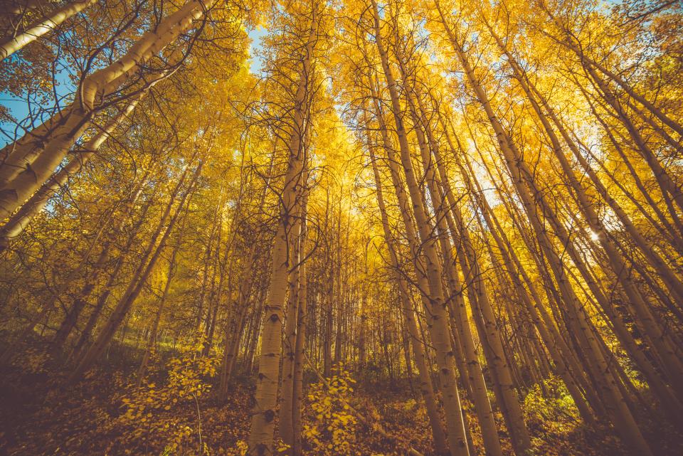 Trees Plant