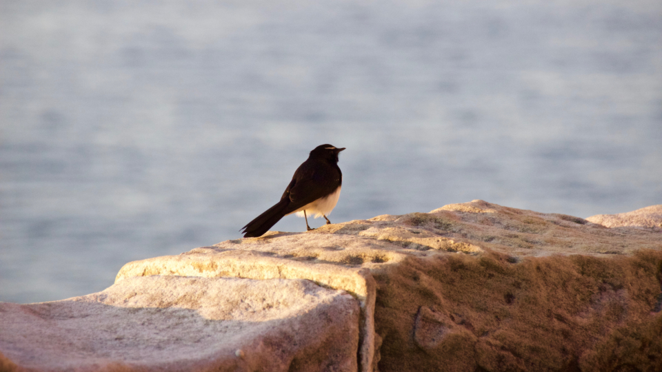 Bird Perched