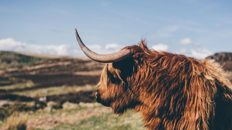 Animal Cattle
