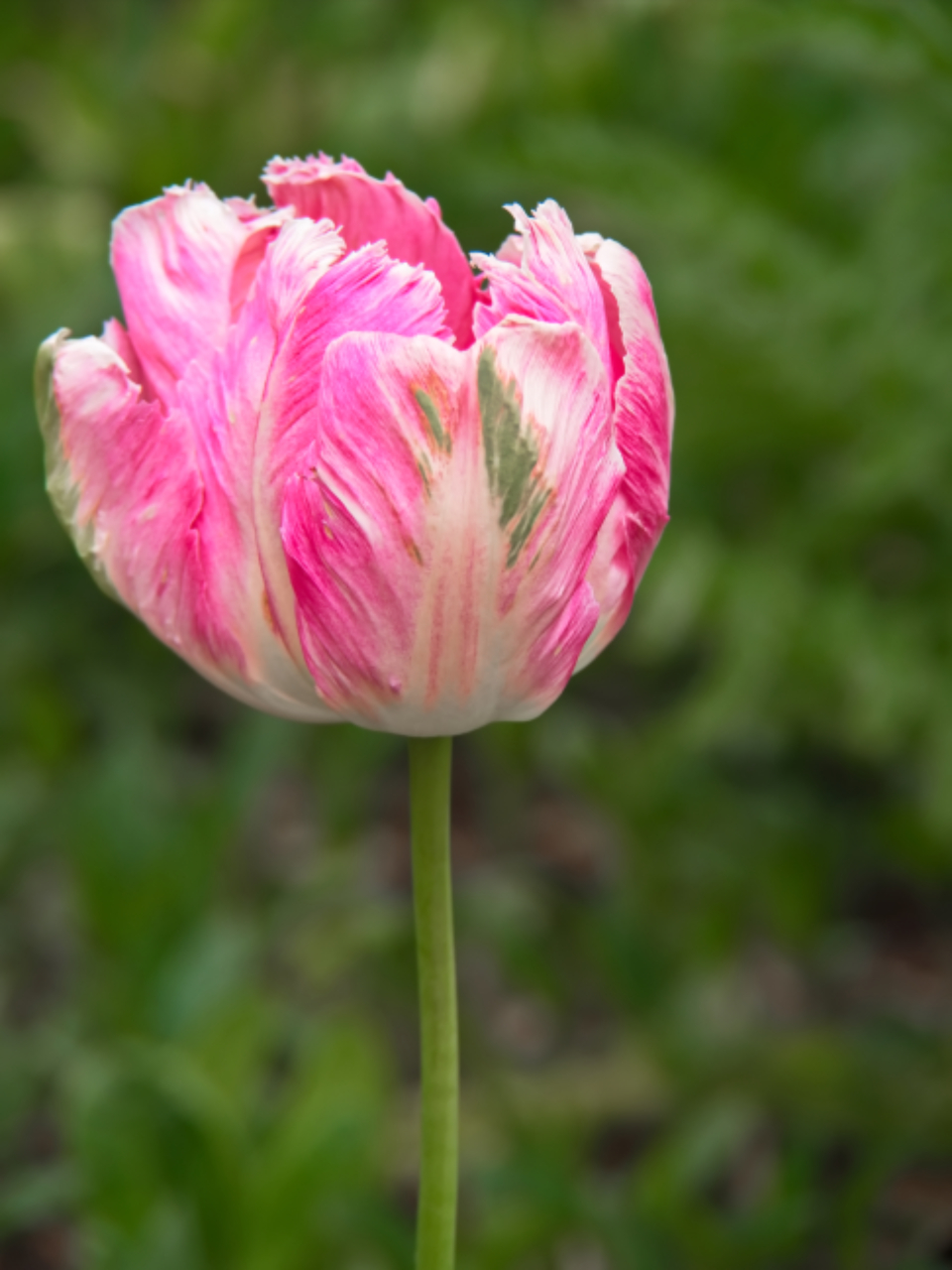 Pink Tulip
