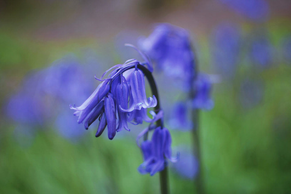 Bluebells Flower