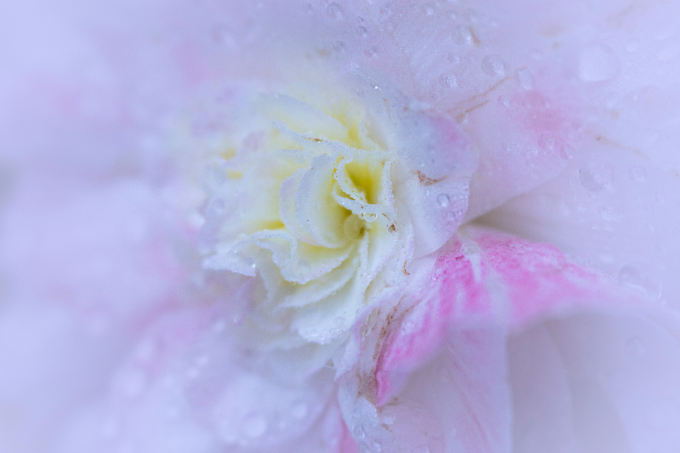 Abstract Flower