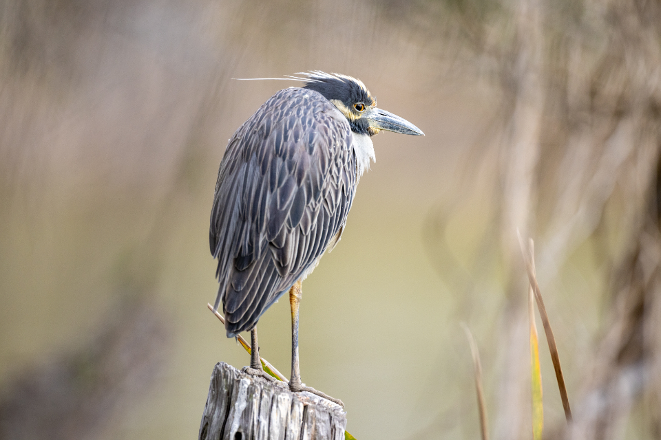 Bird Perched