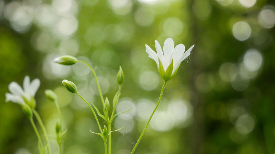 White Flowers