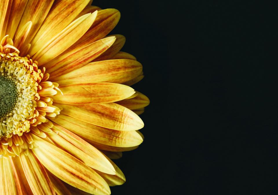Flower Yellow